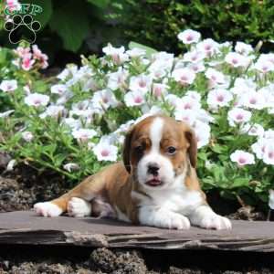 Kaleb, Boston Terrier Mix Puppy